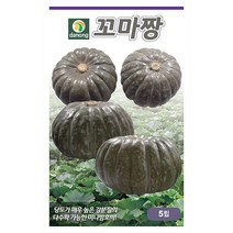 땅콩 호박 씨앗 10립 - 단호박 호박씨 호박씨앗 채소 야채 재배 주말 농장 텃밭, 02_다농_꼬마짱미니단호박(5립)