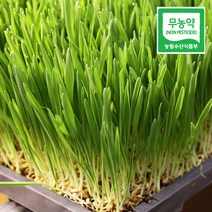 수정바이오팜 무농약 새싹보리 보리순 어린 보리 잎 싹 클렌징주스 녹즙 생즙 클렌즈쥬스 재료, 600g