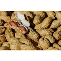 땅콩씨앗 30g/국내산 종자 씨앗 (WJ)