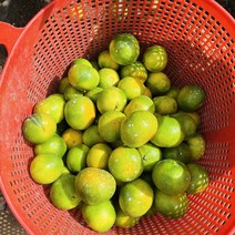 [예약] 첫 출하 효돈 노지귤 극조생, 못난이 10kg(혼합), 1개