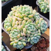 국민다육 라울, 1개