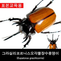 그라실리코르니스오각뿔장수풍뎅이표본 70-74mm