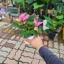 포인세티아 핑크 소품 15~30cm 35, 1개