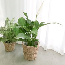 실내 공기 미세먼지 정화 식물 거실 화분 극락조 여인초 아레카야자 뱅갈고무나무 키우기 집들이, 극락조(여인초)중형