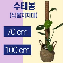 몬스테라 수태봉 70cm 100cm 식물지지대 코코봉 지주대 사은품 식물고정용 벨크로 가든타이, 100cm2개