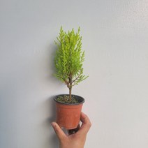 무배특가 플랜테리어 율마 외목대 소품 15-25cm 34