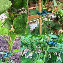 식물 토마토 정원 클립 24 개 꽃 덩굴 줄기 접목 모종 도구, 2L