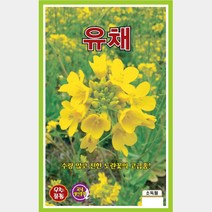 화단용꽃씨 씨앗] 유채 30g