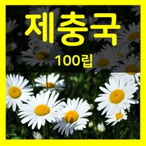 제충국씨 100립 제충국 꽃 씨앗 종자 파종 식물 키우기