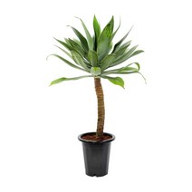 [서울/경기배송] 아가베 아테누아타 초대형 재배분