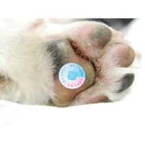 반려동물 스트레스측정패치 4P 강아지 고양이 교감패치 스티커 반려견 반려묘 건강관리, 강아지 고양이 스트레스측정패치 (4개입)