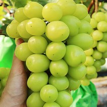샤인머스켓제철 고당도샤인머스켓망고포도 포도제철, 샤인머스켓2kg