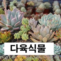 다육이 미니다육 바위솔 와송 홍미인 다육식물 선인장 다육화분, 24.수