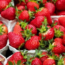 고당도 프리미엄 고령 설향 딸기 1팩 800g (24구~28구) 당일수확, 단품, 단품