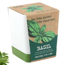 데코용허브 생바질 바질트리 식용꽃 바질생잎 바질키우기 바질 식용허브 바질씨앗 허브키우기 사각화분