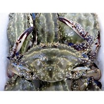 급냉 꽃게 10kg + 2kg 2023년 8월 이후 조업 약 50-60마리