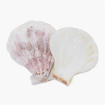 오꿈 조개껍질 조개껍데기 소라껍데기 소라껍질, C14 타공조개껍질 (2공) 빗살, 봉