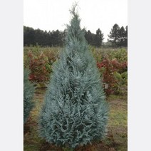 묘목/싸이프러스 반펠츠블루/삽목 1년 플러그묘/10개 KJ2077