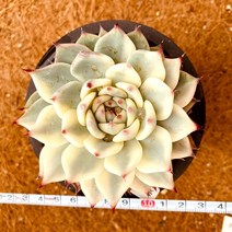 [올식스] 치와와금 21 다육금 다육식물 다육이 키우기 공기정화식물 개업화분