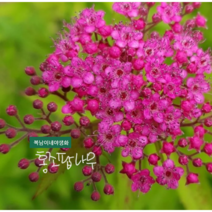 홍 조팝나무 [3포트] 왜성 (복남이네야생화 모종 꽃나무 홍조팝 spiraea)