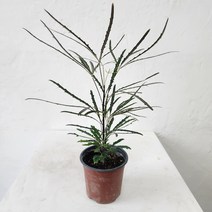 아랄리아 아라리오 아라리아 모종, 아라리아 소형, 1개