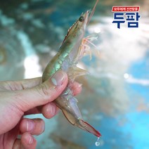 국산 생새우 1kg 대하철 매일 입고 되는 생물새우, 국산 생물새우 3kg (80~100마리), 1개