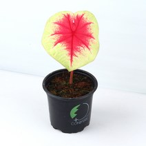 미미네가든 칼라디움 레몬 브러쉬 1포트 - 거실화분, 단품