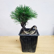 해송소품 소나무 피톤치드 분재 해송키우기 소나무분재 10