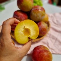 영천 고당도 가을 추희 자두 1kg 2kg 4kg 산지직송, 1박스, 추희 / 2kg / 특대과 / 14~16과내외