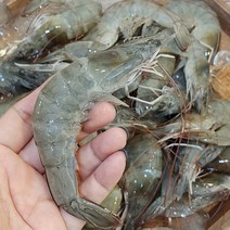 당일조업 국내산 노지 활 새우 1kg, 상세 설명 참조