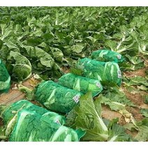 배추망/배추수확망 48cmx55cm(라벨유) 50장 N2714, 50개