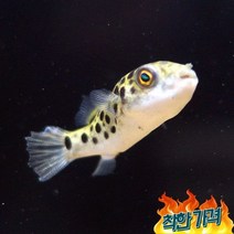 초록복어 2마리