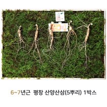 산삼어람 산양삼 평창 산양산삼 6-7년근 뇌두 뿌리 자연산 장뇌삼 한뿌리 사포닌 효능 5뿌리 선물세트, 1set