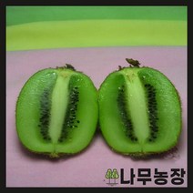 (나무농장) 키위나무 그린키위(헤이워드) 접목1년 묘목