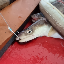 낚시조업으로 잡는 바다장어 1kg, 중(3~4미)