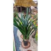 팅커벨 산천보세동양난