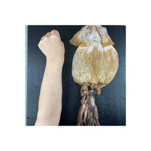 톱밥꽃게 3kg 활 꽃게 당일조업(살아서 도착/국내산/알배기암게9 :숫게1 비율/활꽃게/꽃게/선도최고), 건오징어 1.2kg 10미 팔뚝만한