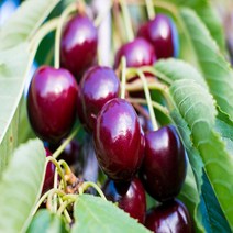 [나무의모든것] 다양한 체리나무묘목 상묘 판매중, 홍수봉 접목묘, 1개