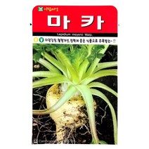 마카씨앗 100알 황색마카 씨앗 종자