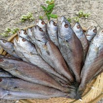 자연산 여수 반건조 반찬용 대민어 280-320g 내외 5미