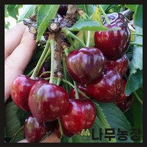 (나무농장) 체리 다렌대목 이중접목1년 ( 에보니펄 )
