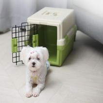 심플펫 이동장 그린 강아지 애견 산책 외출 이동가방, 스피드컴119고양일산지점 본상품선택