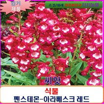희귀 씨앗 펜스테몬-아라베스크 레드10립/SF