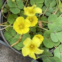[꽃모종]옥살리스(사랑초) : 10cm분, 푸푸레아 옐로