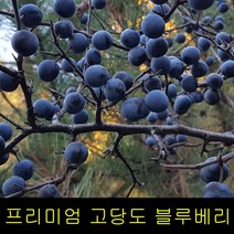 고씨네 특급 생블루베리 1kg 블루베리효능 블루베리, 다올1 생블루베리 1kg, 다올1 본상품선택