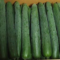 국내산 취청오이 특 10kg 상10kg 못난이10kg 5kg 1kg 백산상회, 1박스, 특 5kg