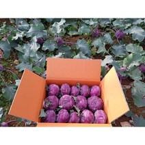 [향기농장] 제주 콜라비 특대과 못난이 비상품 10kg 15kg, 10kg(못난이지만 맛있어요)