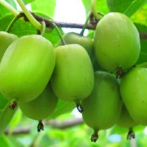 [이삽저삽]다래나무화분(키50-60cm/6치화분)개량다래묘목 용성2호 3년생 왕다래 넝쿨나무 당도가 높은 개량종 댜래/과일나무 식용약용식물 조경용 관상용