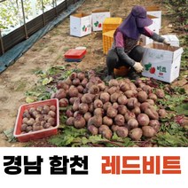 비트 레드비트 경남합천 고당도 레드비트 3kg 5kg 10kg, 5kg/특/400g내외