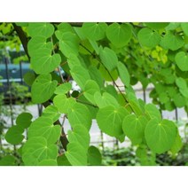 친구식물 계수나무 H1m전후 묘목 - 단풍 조경수 정원수